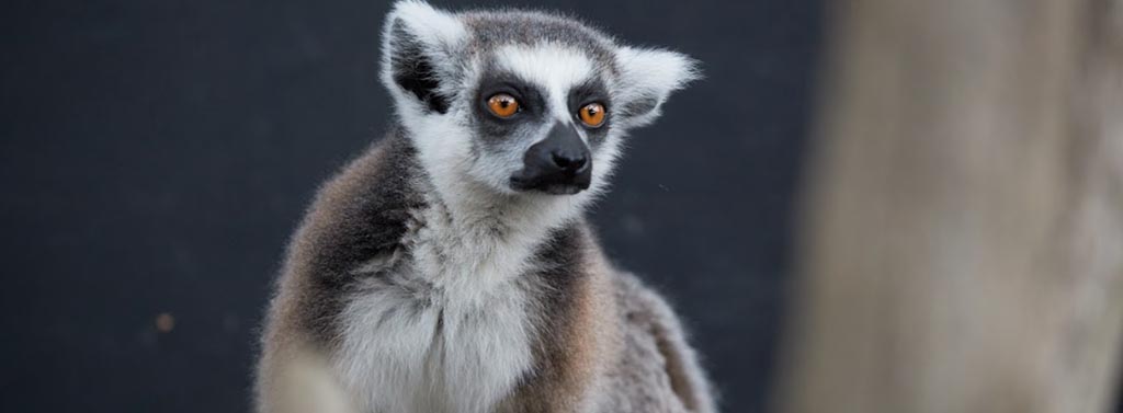 A Ring Tailed Lemur