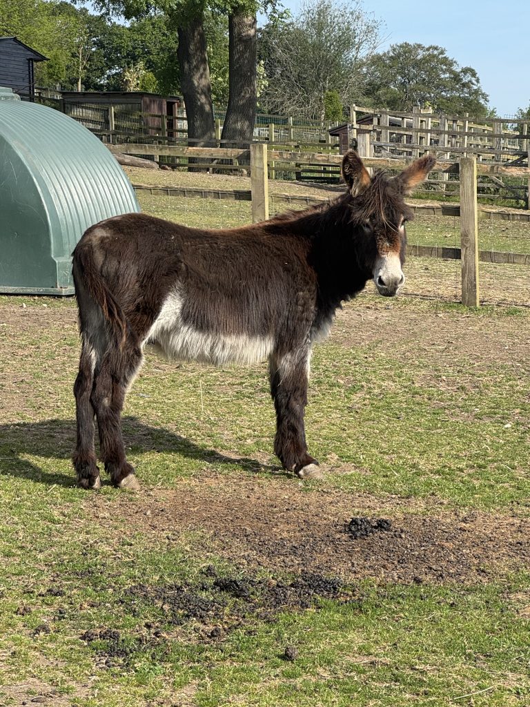 Fred our rescued Donkey-