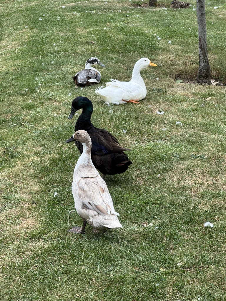 ducks
