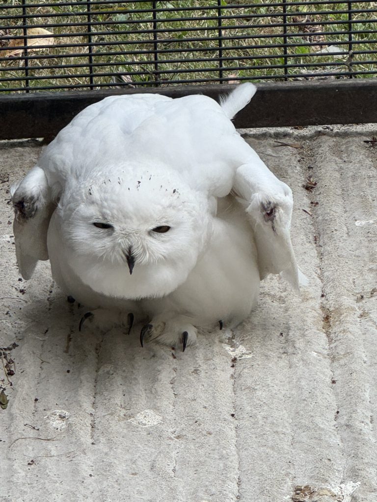 snowy owl